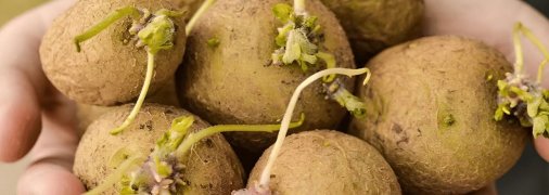 Проросла картопля