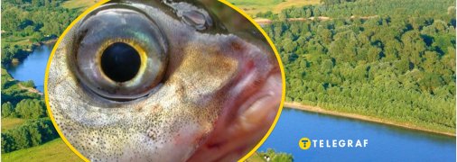 Чебачек амурский