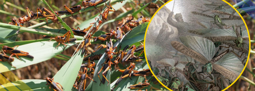 Нашестя сарани (ілюстративне фото)