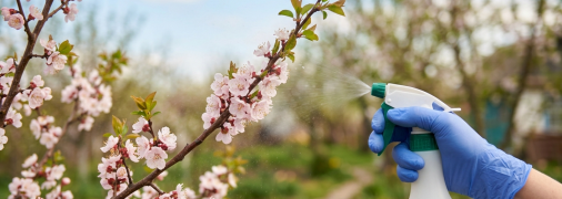 Чем и когда обрабатывать абрикос