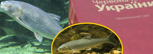 Вырезуб занесен в Красную книгу Украины
