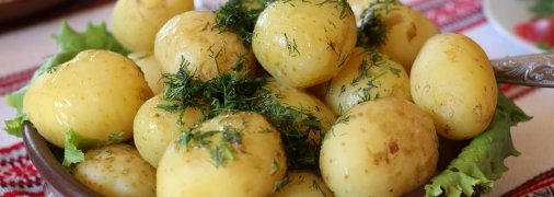 Картошка – любимый продукт многих украинцев