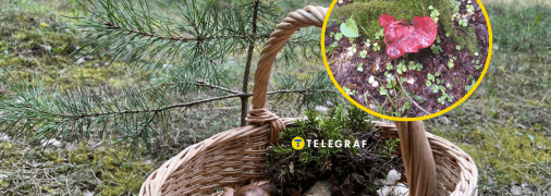 Как выглядит гриб "печеночница"