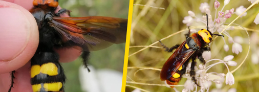 Сколія-гігант