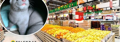 Домашній улюбленець