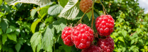 Подкормка малины летом