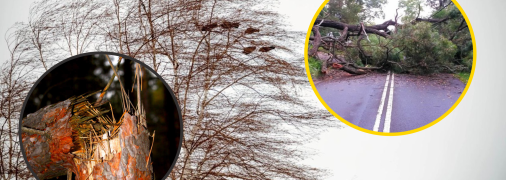 Деревопад в Киеве