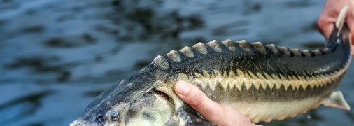 Остер - рідкісна риба в наших водоймах