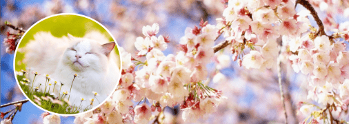 Кіт та дерева навесні