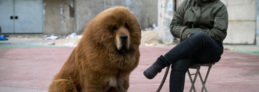 Мастиф надзвичайно великий пес