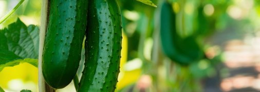 Щоб виростити здорові огірки, варто знати, як правильно за ними доглядати (зображення створено за допомогою ШІ)