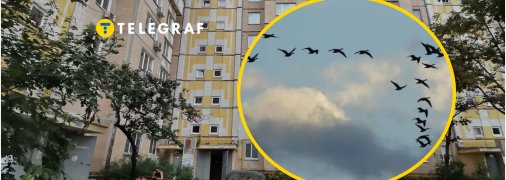 Загадочная птица под крышей дома разделила мнения украинцев