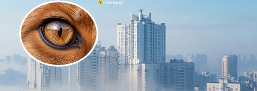 Хижака помітили у дворі багатоповерхівок