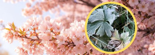 Чекайте на заморозки