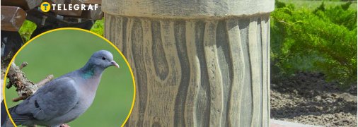 Пострадал голубь
