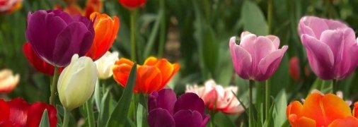 Тюльпаны одними из первых цветут в саду