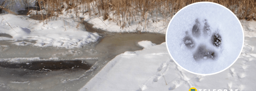 Следы хищников на снегу