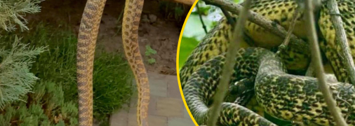 Змій відловлюють фахівці