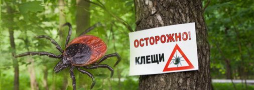 Как защититься от клещей и что делать при укусе: доступная инфографика