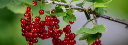 Червона смородина