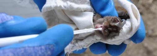 В Китаї виявлено нові коронавіруси: що кажуть вчені