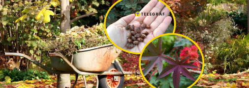 Растение клещевина