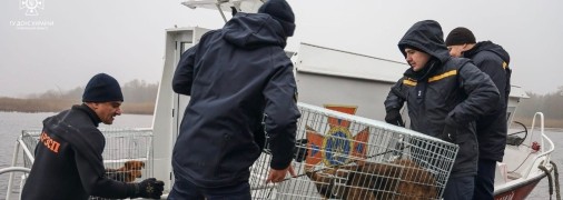 Охота на диких котов: как с острова, где 21 год прожила полтавская "Робинзон Крузо", вывозили четвероногих