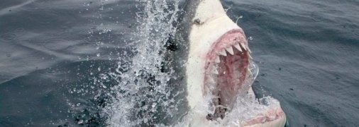 Акула выпрыгнула из воды и откусила пятку мужчине на параплане: момент ЧП сняли на видео