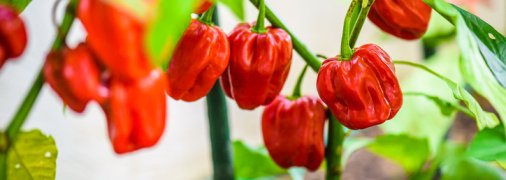 NASA планує вирощувати перець в космосі