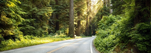 Лісові дороги коштують десятки мільйонів