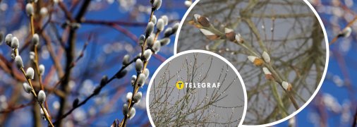 В Ровно белыми "котиками" зацвела козья ива