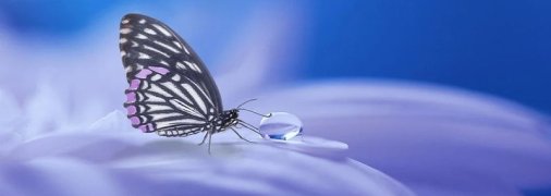 Броня на крыльях бабочки защищает ее от сильного дождя