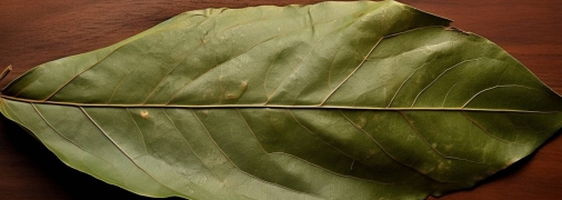 Лавровий лист наділяють багатьма цілющими властивостями