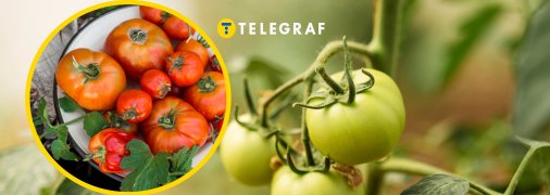 Дізнайтеся, що потрібно зробити, щоб помідори швидше дозрівали