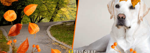 Осіннє листя прикрасило собаку