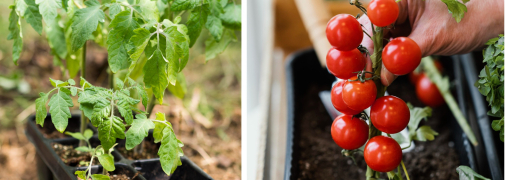 Захистити розсаду помідорів можна за допомогою простого засобу