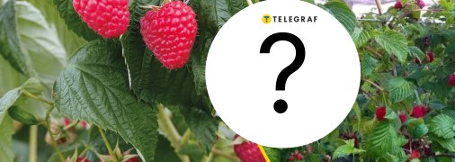 Малину восени слід обрізати