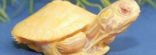 В Индии обнаружили редчайшую желтую черепаху (Видео)