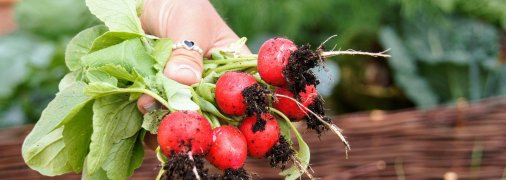 Який посадити редис у 2026 році в Україні