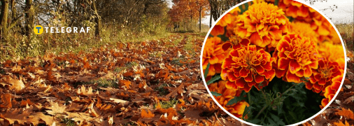 Листя на клубах восени