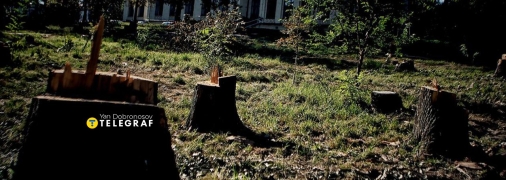 Вместо срезанных старых деревьев скоро должны появиться молодые