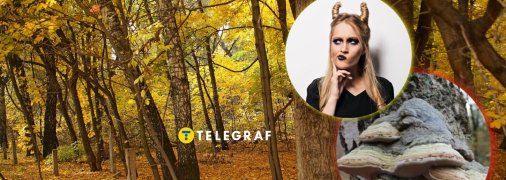 Гриб трутовик справжній