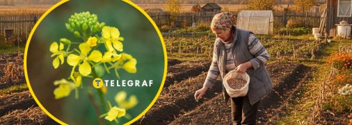 Після збирання врожаю на городі потрібно посіяти сидерати