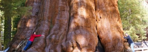 В обхваті "Генерал Шерман" досягає більш 30 метрів