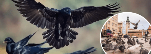 Ворони і голуби
