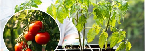 Як збільшити врожай помідорів під час посадки