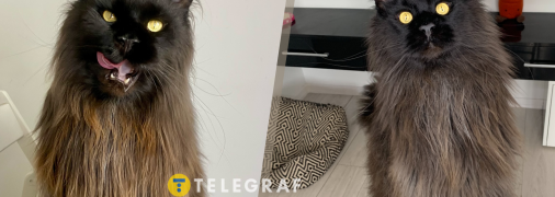 Зевс любить м'ясо