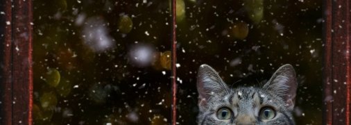 Украину скоро накроет мороз до -18°С и штормовой ветер: синоптик назвал даты