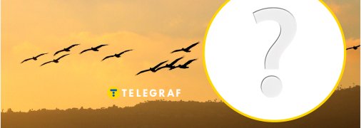 Рідкісний птах літає в Дніпрі