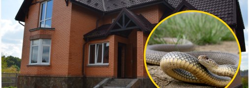 Пробралася в будинок